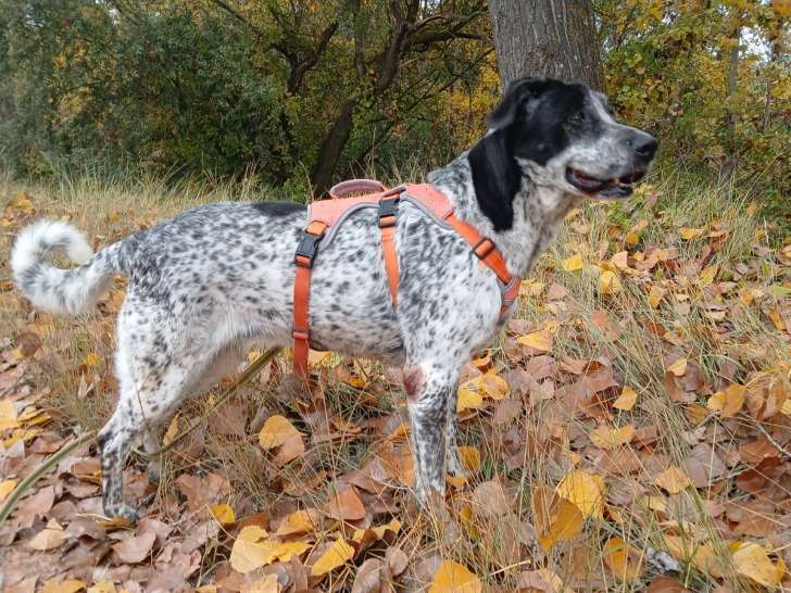 Miku, chienne douce et très affectueuse à adopter en association