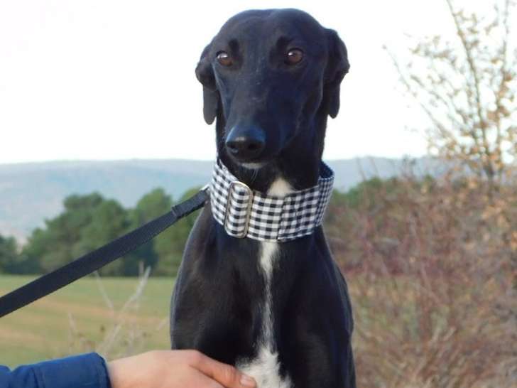 Nani, douce chienne Galgo Espagnol à adopter en association