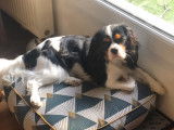 Jeune mâle Cavalier King Charles disponible pour saillie