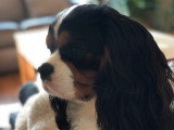Jeune mâle Cavalier King Charles disponible pour saillie