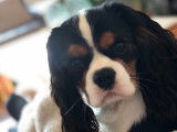 Jeune mâle Cavalier King Charles disponible pour saillie