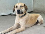 Disponible à l’adoption : chien beige de 4 ans