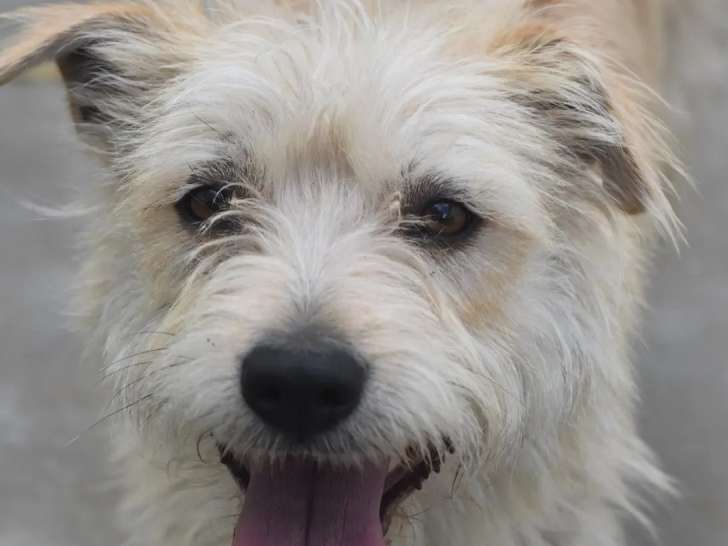 À adopter : chienne Griffon beige de 4 ans