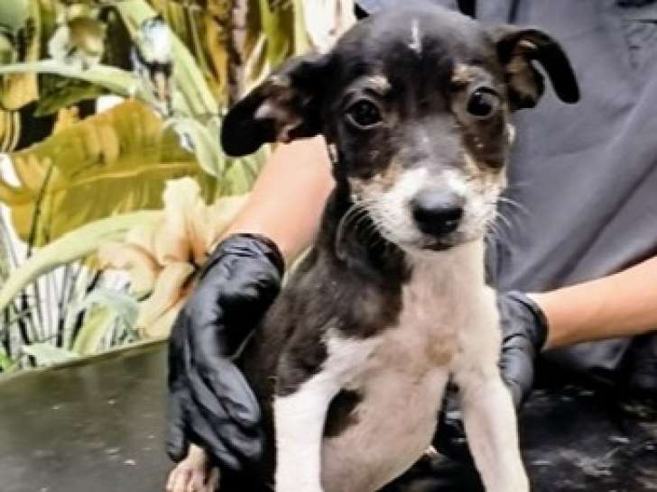 Disponible à l’adoption : chiot mâle de 4 mois au pelage noir et blanc