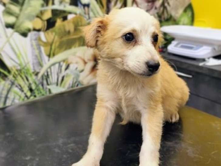 À la recherche d’une famille : chiot mâle de 4 mois