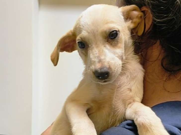 Prêt pour l’adoption : chiot mâle sable de 4 mois