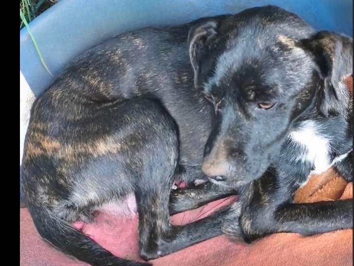 À adopter : chienne Berger bringée d’un an