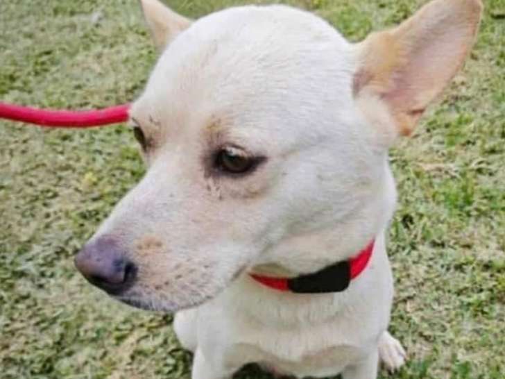 À adopter : chienne de 2 ans sable