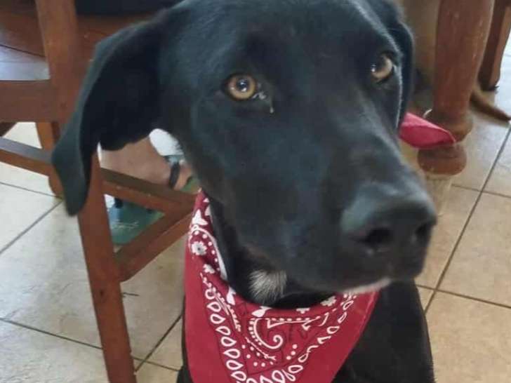 À la recherche d’une famille : chiot mâle de 7 mois noir et blanc