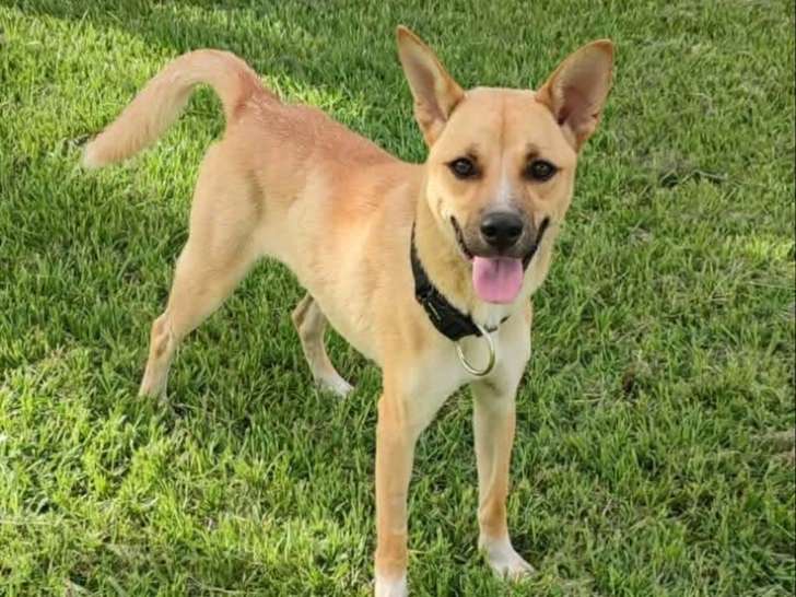 Disponible à l’adoption : chien Shiba fauve d’un an