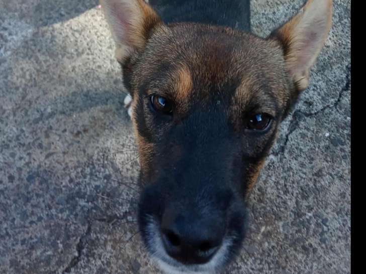 Prêt pour l’adoption : chiot femelle de 6 mois fauve