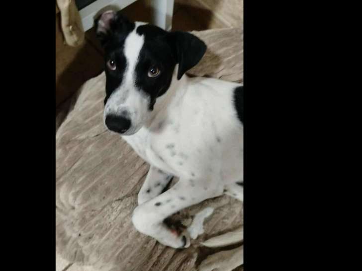 À adopter : chiot mâle de 7 mois blanc et noir