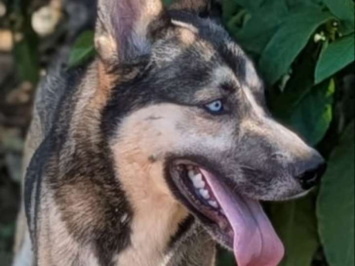 Disponible à l’adoption : chien Husky de Sibérie de 2 ans