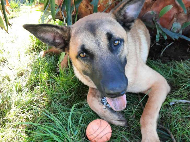À adopter : chien Berger Malinois marron