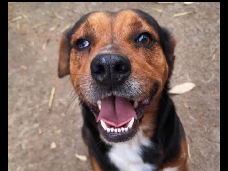 En attente d’adoption : chien au pelage noir et feu de 4 ans