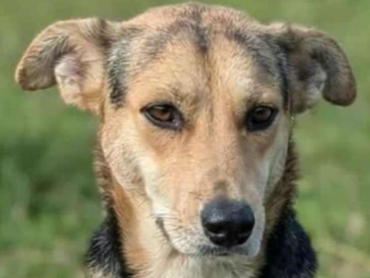 Adoption disponible : chienne au pelage noir et feu de 2 ans