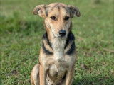 Adoption disponible : chienne au pelage noir et feu de 2 ans