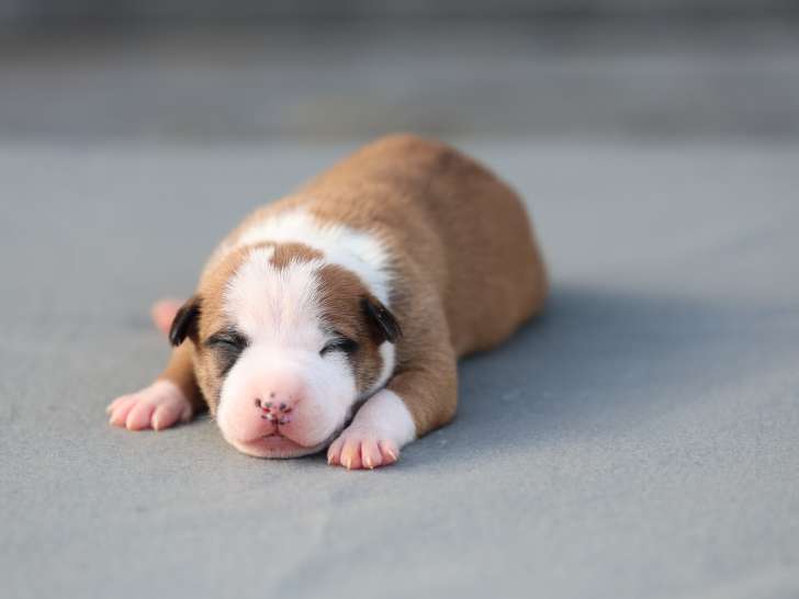 Chiots American Staffordshire Terrier LOF disponibles