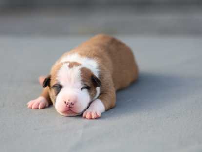 Chiots American Staffordshire Terrier LOF disponibles