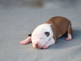 Chiots American Staffordshire Terrier LOF disponibles