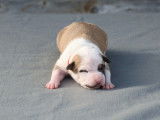 Chiots American Staffordshire Terrier LOF disponibles
