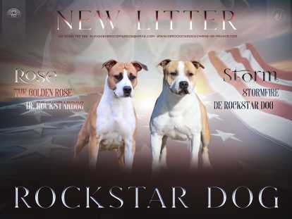 Chiots American Staffordshire Terrier LOF disponibles