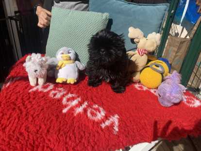 Chiots de race Shih Tzu à vendre (2 femelles & 3 mâles)