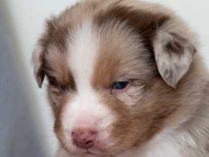 Chiots Berger Australien LOF à vendre