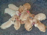 Chiots Golden Retriever LOF à vendre