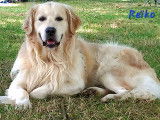 Chiots Golden Retriever LOF à vendre