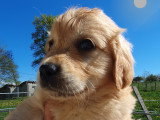 Chiots Golden Retriever LOF à vendre