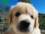 Chiots Golden Retriever LOF à vendre