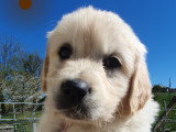 Chiots Golden Retriever LOF à vendre