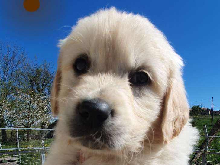 Chiots Golden Retriever LOF à vendre