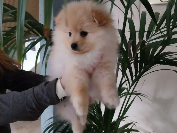 Chiot mâle Spitz Nain à vendre