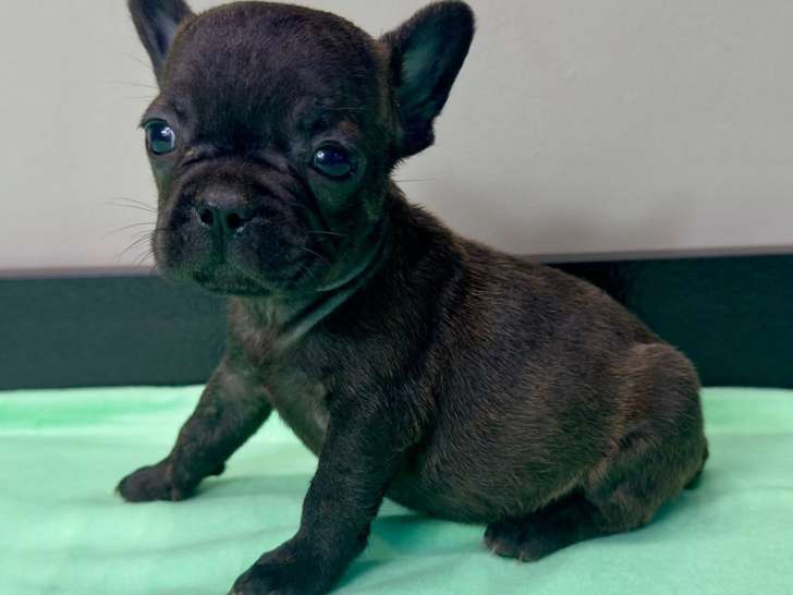 Chiots Bouledogue Français à vendre