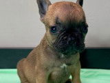 Chiots Bouledogue Français à vendre