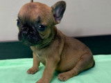 Chiots Bouledogue Français à vendre
