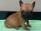 Chiots Bouledogue Français à vendre