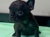 Chiots Bouledogue Français à vendre