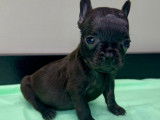 Chiots Bouledogue Français à vendre