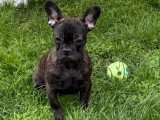 Chiots Bouledogue Français à vendre