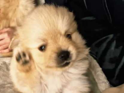 Chiot de race Loulou de Poméranie mâle à vendre