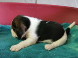 Une Femelle Beagle tricolore LOF disponible Réservation