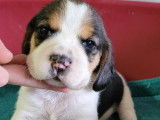 Une Femelle Beagle tricolore LOF disponible Réservation