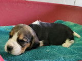 Une Femelle Beagle tricolore LOF disponilbe Réservation