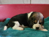 Une Femelle Beagle tricolore LOF disponilbe Réservation