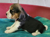 Une Femelle Beagle tricolore LOF disponilbe Réservation