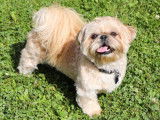 Chien Shih Tzu LOF de couleur claire disponible pour saillie