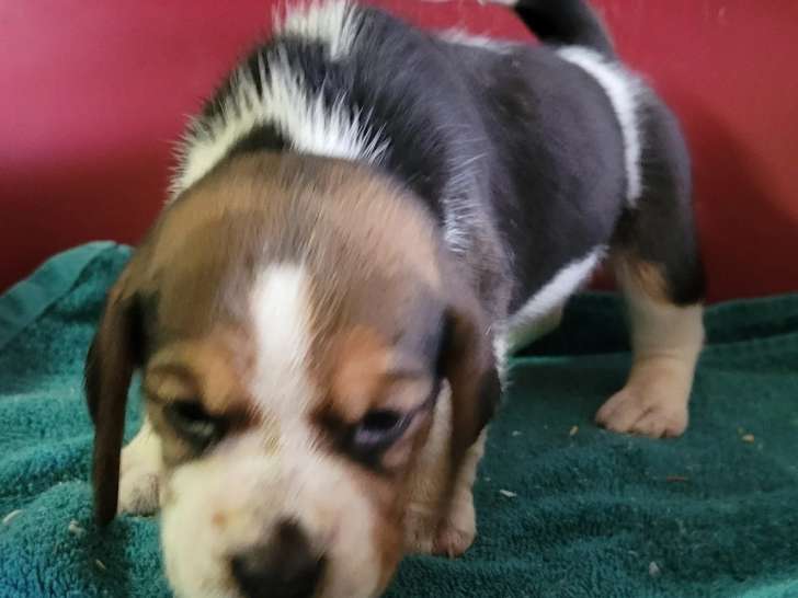 Réservation Femelle Beagle Des marais de courmont LOF